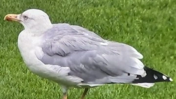 Beşiktaş maçına 'Martı' rötarı! Süleyman Seba'nın sözleri gündem oldu