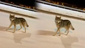 Beyaza b&uuml;r&uuml;nen şehrin ortasında kurtla burun burun geldi