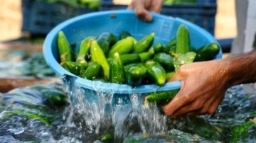 Binlerce kilo salatalık toplatılıyor: "Yenilmesi halinde öldürebilir"