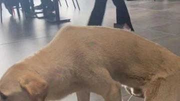 Bu kadarına da pes artık! Sokak köpeği hastanenin ortasına tuvaletini yaptı