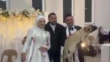 Düğün hediyesi olarak 100 bin liralık köpek hediye etti