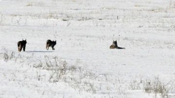 Elazığ'da nesli tehlike altındaki vaşak ailesi g&ouml;r&uuml;nt&uuml;lendi