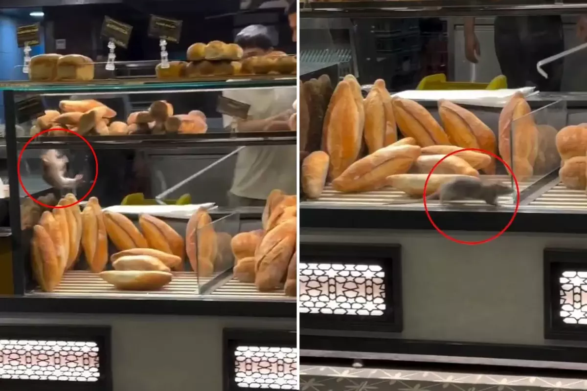 Fırında mide bulandıran görüntü: Dükkan sahibini 10 bin dolarlık teklif kurtaramadı