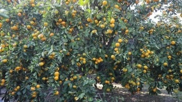 Fiyatı 2 liraya düştü, tonlarca ürün ücretsiz dağıtıldı