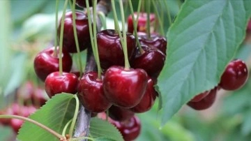 Fiyatı duyanlar kulaklarına inanamadı! Tanesi tam 7 bin 100 TL!