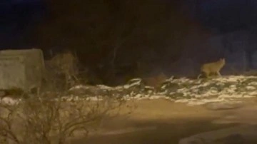 G&ouml;ren telefona sarıldı: Başkentin sokaklarında şaşırtan manzara!