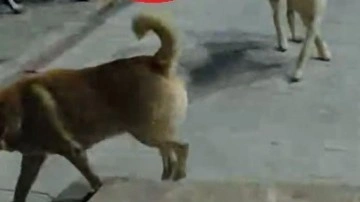 Hatay’da 6 sokak köpeğinin saldırdığı  kedi öldü