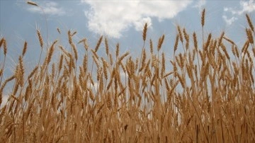 Her şey 2 dereceye bağlı: Buğdayda zarar y&uuml;zde 46'ya &ccedil;ıkacak