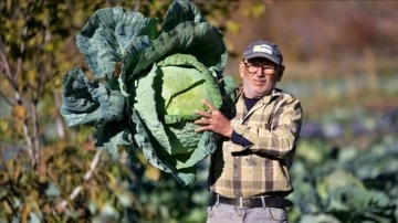 Hobi olarak başladı! Lahana yetiştiriciliği gelir kapısı oldu