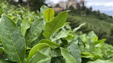 İklim krizi çay yetiştirilen alanları daraltabilir