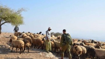 İsrail'den bir &ccedil;iftliğe saldırı: Bek&ccedil;iyi darbedip 200 koyun &ccedil;aldılar
