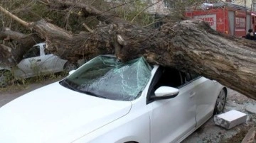 İstanbul'da lodos kabusu! Ağa&ccedil; 4 aracın &uuml;zerine devrildi: 1 saniye ile kurtuldum