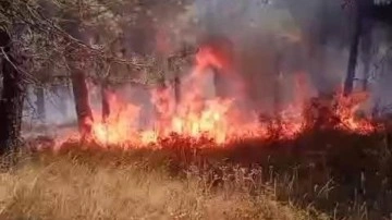 İstanbul'da ormanda çıkan yangın söndürüldü