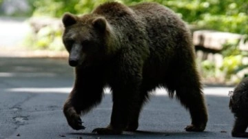 Japonya'da ayı saldırılarına karşı yapay zeka destekli takip sistemi