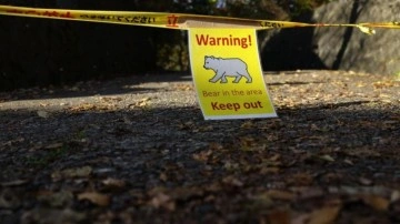 Japonya'da ayılara karşı sigorta hizmeti başlıyor