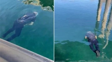 Keban'da panik anları! Yaşlı adam Fırat nehrine atladı