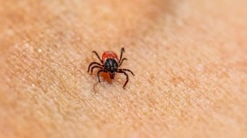 Kenelerden kalkan gibi koruyan taktikler! Hepsini bir bir uzaklaştıracak