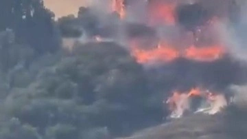 Kocaeli'de orman yangını