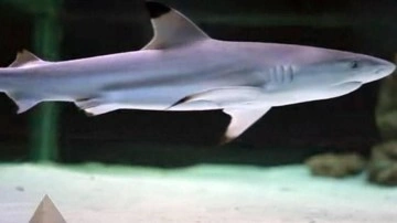 K&ouml;pekbalığı dehşeti: Bir &ccedil;ocuk hayatını kaybetti