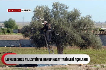  Lefke’de erkenci zeytin hasadı ile harup hasadı 25 Ağustos’ta, yerli zeytin hasadı ise 8 Eylül’de