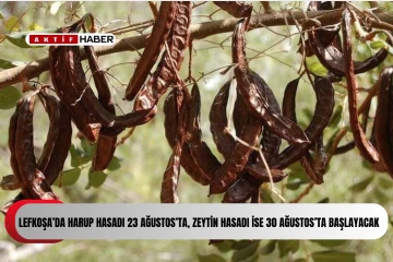 Lefkoşa’da harup hasadı 23 Ağustos’ta, zeytin hasadı ise 30 Ağustos’ta başlayacak