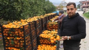 Mandalina &uuml;reticilerinden market fiyatlarına tepki
