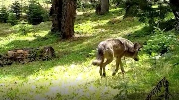 Nesli tehlike altındaki Bozkurt, fotokapana yakalandı
