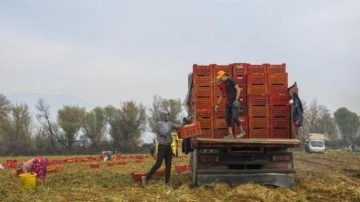 &Ouml;demiş Ovası'nda hasat başladı! G&uuml;n doğumuyla start veriliyor!