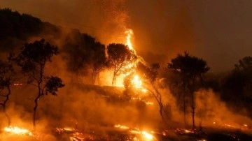 Orman yangınlarıyla ilgili çok sayıda gözaltı!