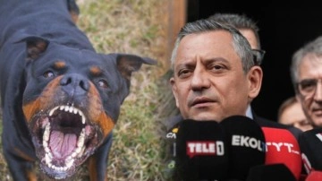 Özgür Özel, CHP'li belediyelerin başıboş sokak köpeklerini toplamayacaklarını duyurdu