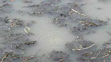 Sapanca’nın ardından Efteni Gölü’nde de gizemli fokurtu