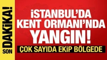 Sultangazi'de orman yangını: Ekipler müdahale ediyor!