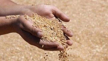 TMO, hububat alım bedellerini, üreticilerin hesaplarına aktarmaya başladı