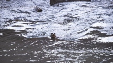Tunceli'nin gizli sakini g&ouml;r&uuml;nt&uuml;lendi