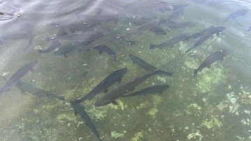 Van'da tarihi rekor! Hedef 400 milyon yavru alabalık!