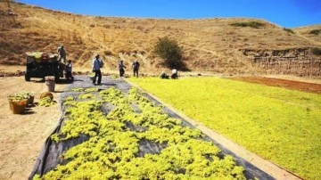 Yaş üzüme talep azaldı: Üreticiler kurutmaya yöneldi