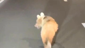 Yavru ayı Zigana Tüneli'ne girdi