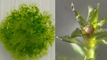 Yosun uzayda dokuz ay yaşamayı başardı