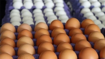 Yumurta ihracatına izin şartı getirildi